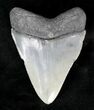 Glossy, Serrated Megalodon Tooth - Venice, FL #19200-2